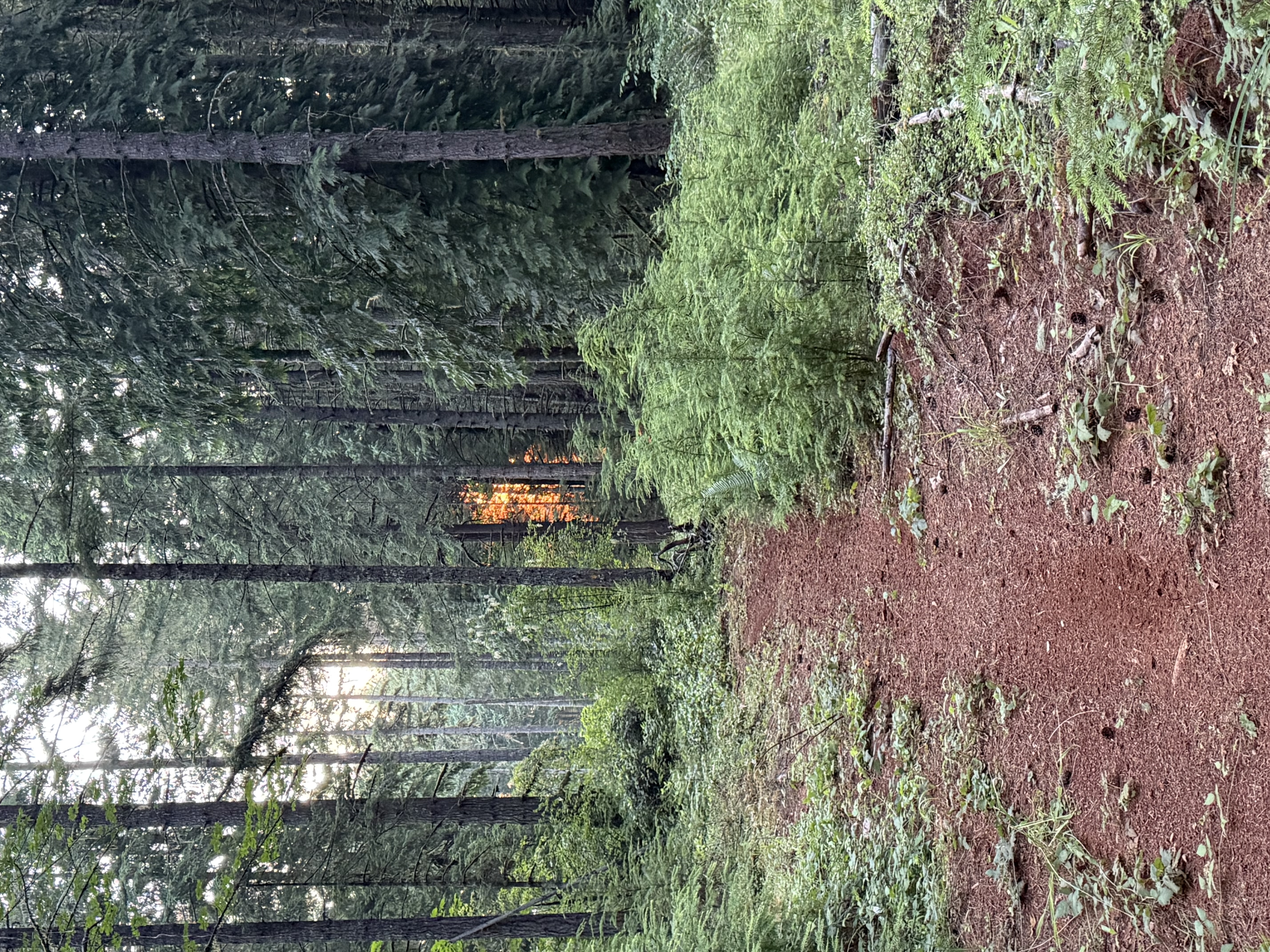 Acreage property in Lane County Oregon